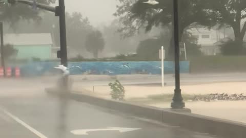 Seagulls Struggle with Hurricane Ida