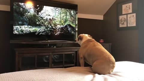 Dog give reaction ehile watching tv