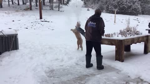 Puppies love snow