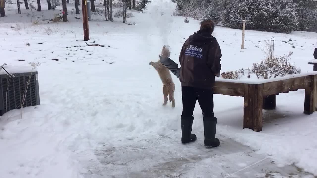 Puppies love snow