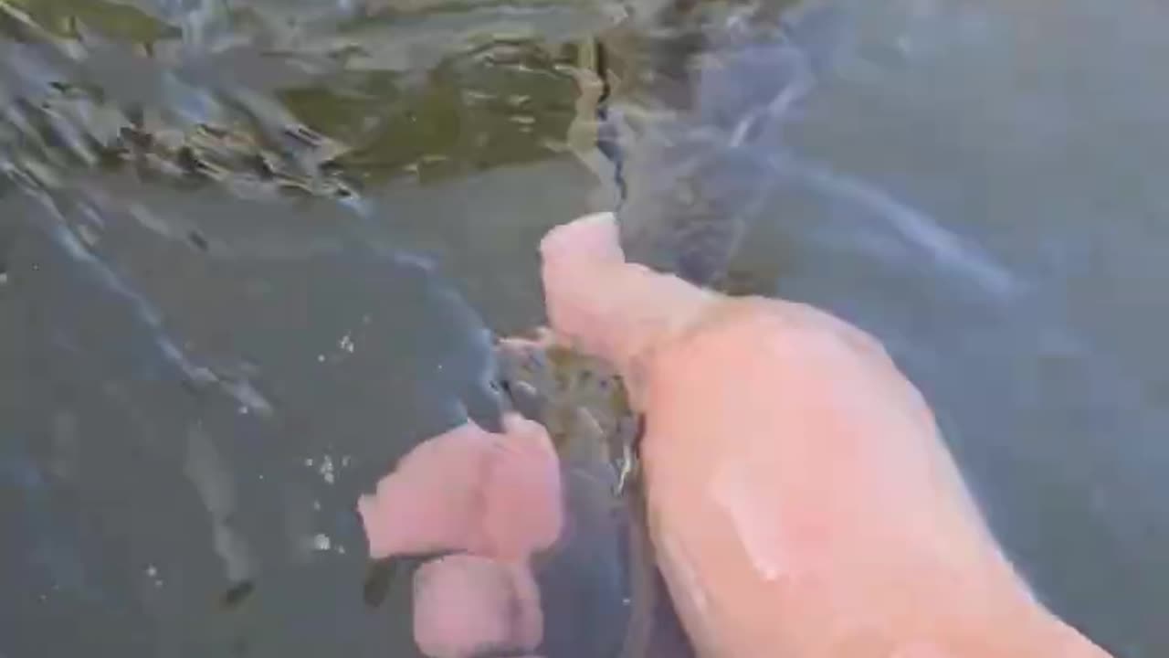 nice snook on the paddle board #fishing #fish #nlbn