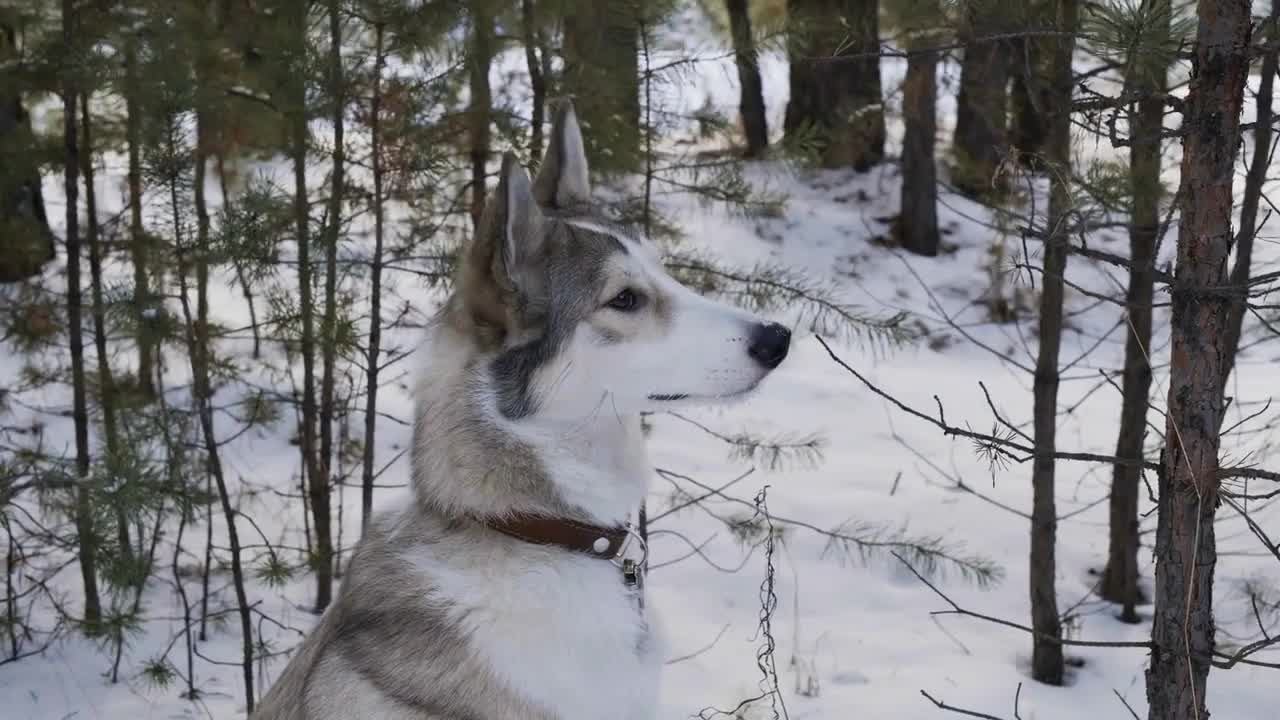 Adorable grey dog sitting on snow in winter forest