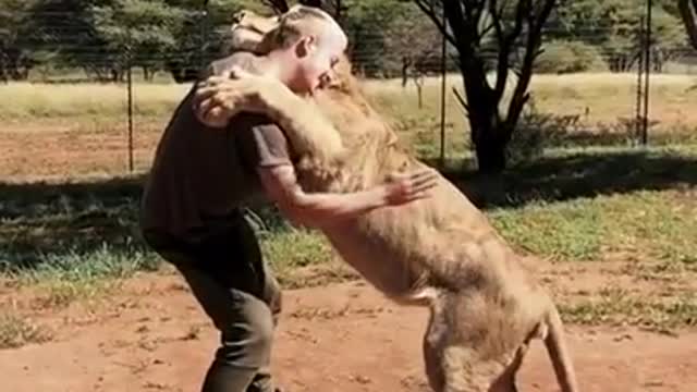 UN LION QUI SAUTE SUR SON MAITRE