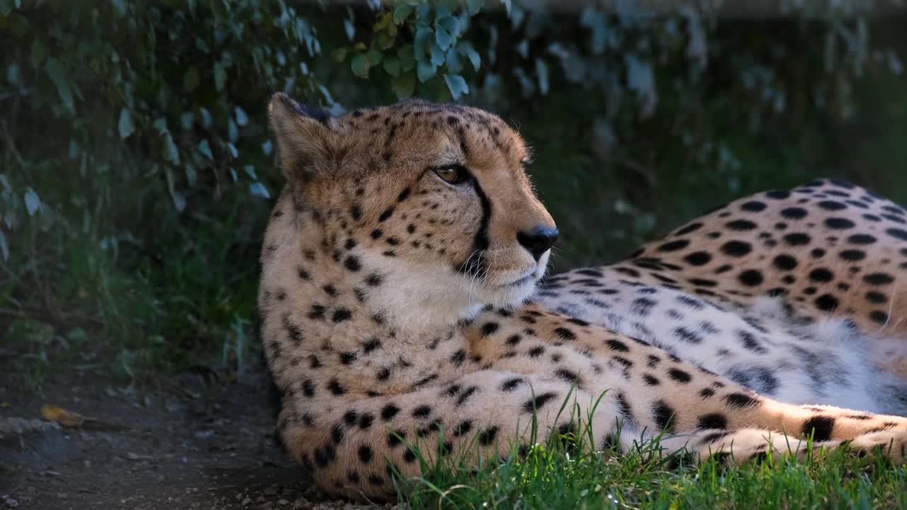 Cheetah Predator Wildcat Dangerous Carnivore