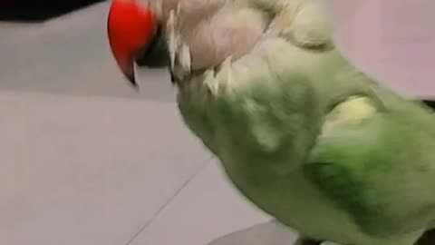 parrot 🦜 apni bhasha me bolta huaa