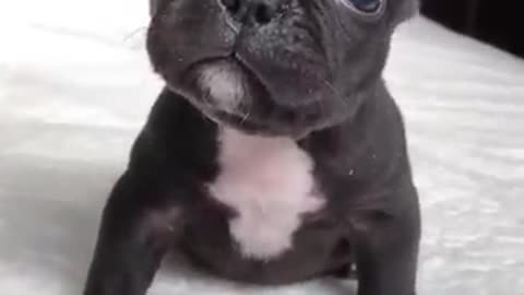 Puppy sound