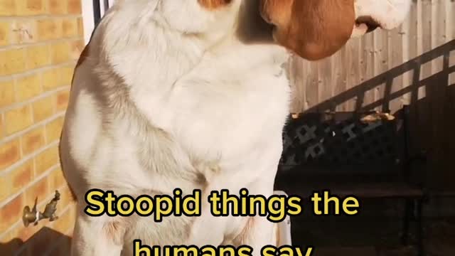 Stupid things humans say..