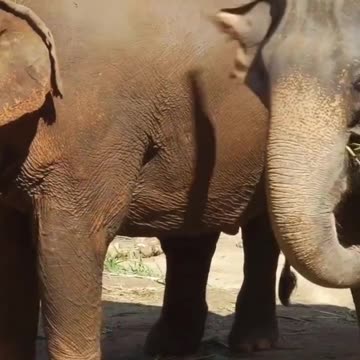 Baby Elephant and Mama Elephant #shorts #elephant
