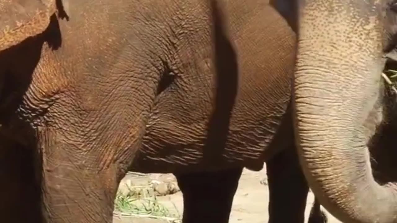 Baby Elephant and Mama Elephant #shorts #elephant