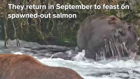 32 Chunk, 435 Holly and More are Back for the Fall Feast | Best of Bear Cam