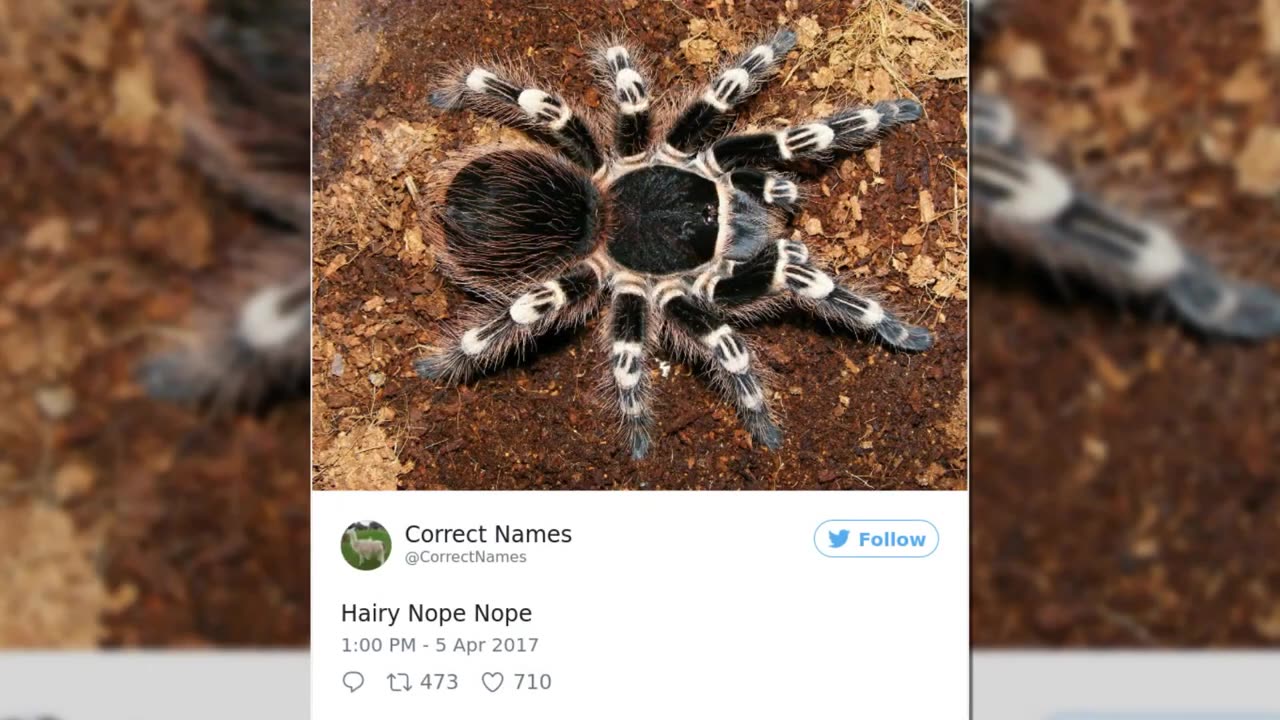 Funny Accurate Tweets That Give Everything Its Correct Name