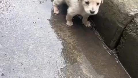 Cute puppy alone on the road 🐶