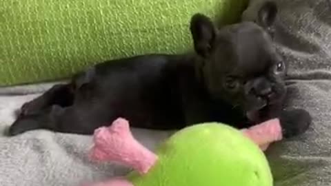 Dog video