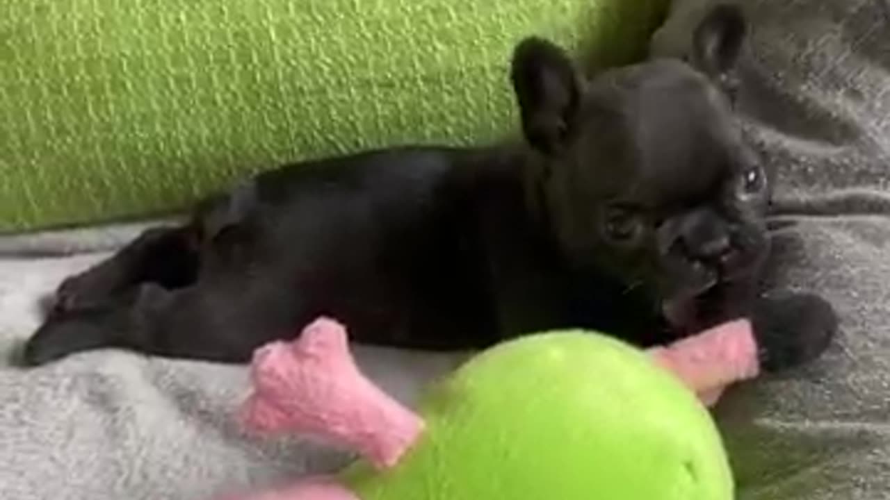 Dog video