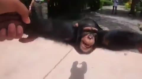 The monkey is dancing