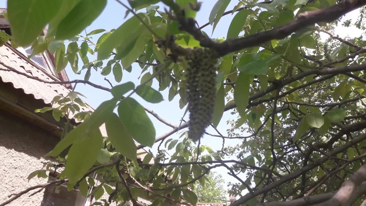 Walnut flowers