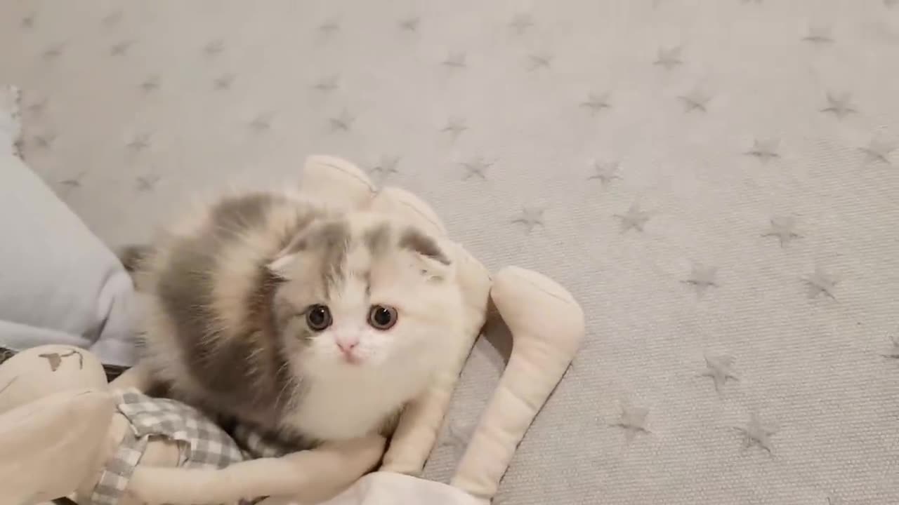 Cute kitten trying to jump above the stick