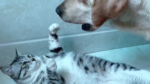 Cat with Dog best comedy- 2023