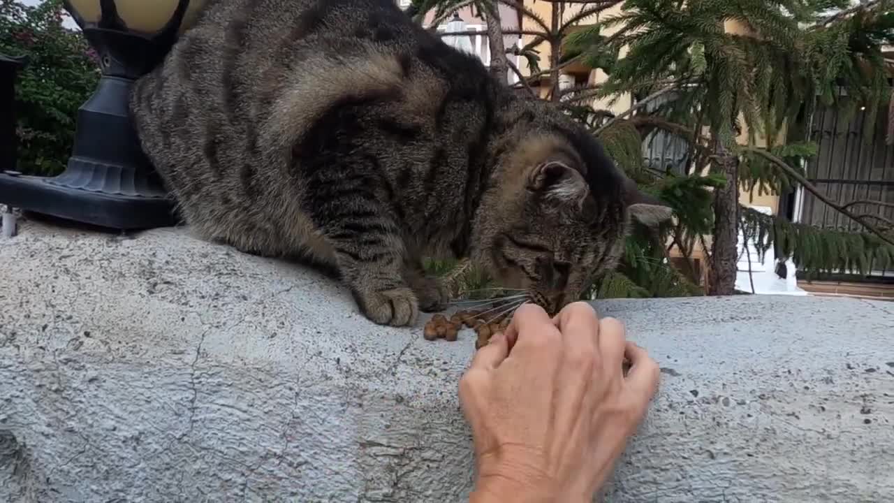 Tabby cat who wants to be petted by meowing is unbelievably cute