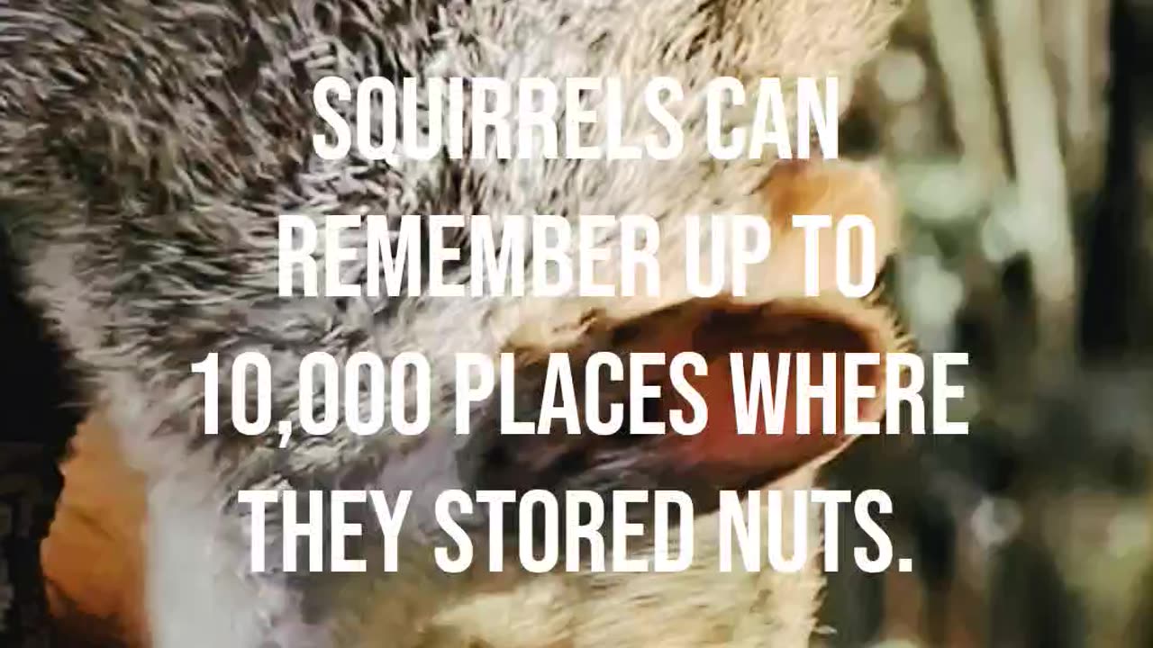 Squirrel Storage Masters