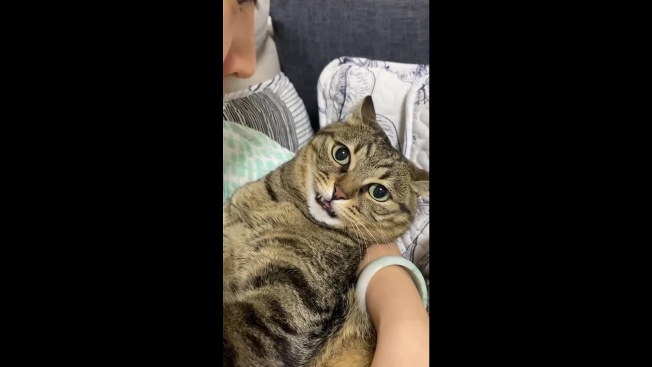 funny animal - hilarious pets that will make you laugh