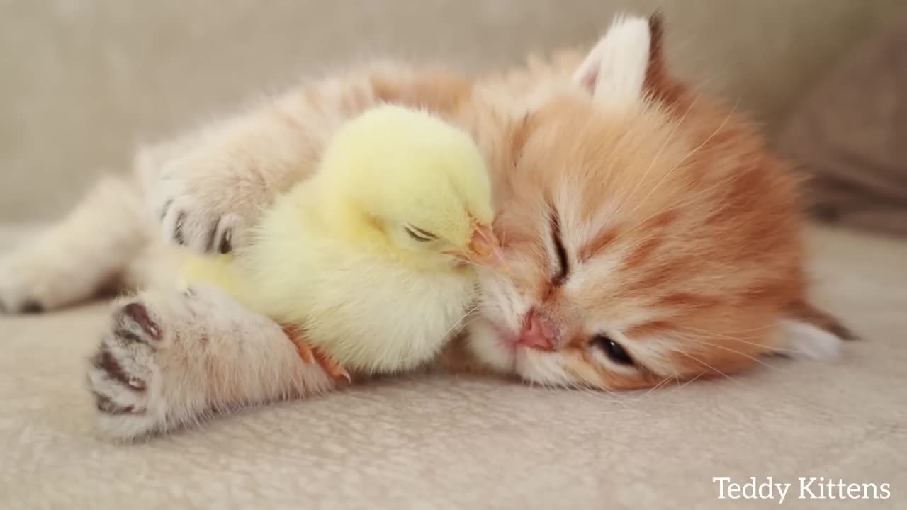 🐱🐥 Title: "Unlikely Friends: Cute Kitten Plays with Baby Chicken" 🐥🐱