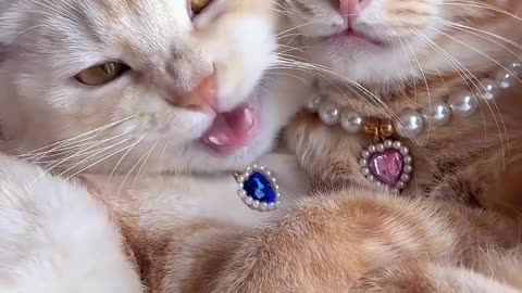 Cute Cats & Funny Cats 😍😍😅😅 #cats #reels #shorts #viral #pets #cat