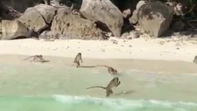 Group of monkeys near the ocean