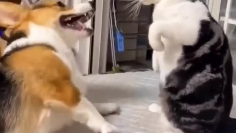 Cute cat and fight