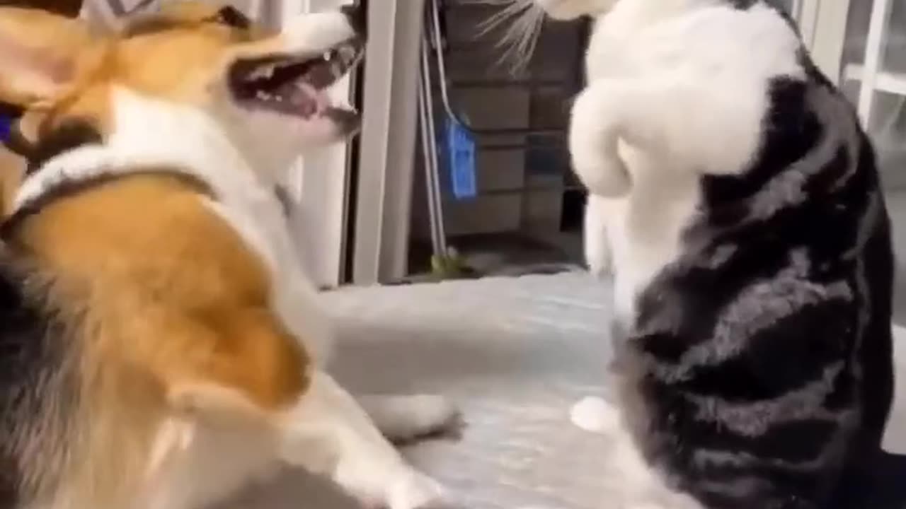 Cute cat and fight