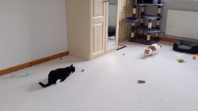 8 filmes sobre gatos para assistir quando você está entediado em casa