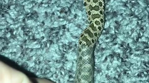 The Cutest Hognose Snake you will ever see. Do You Like the Content ?