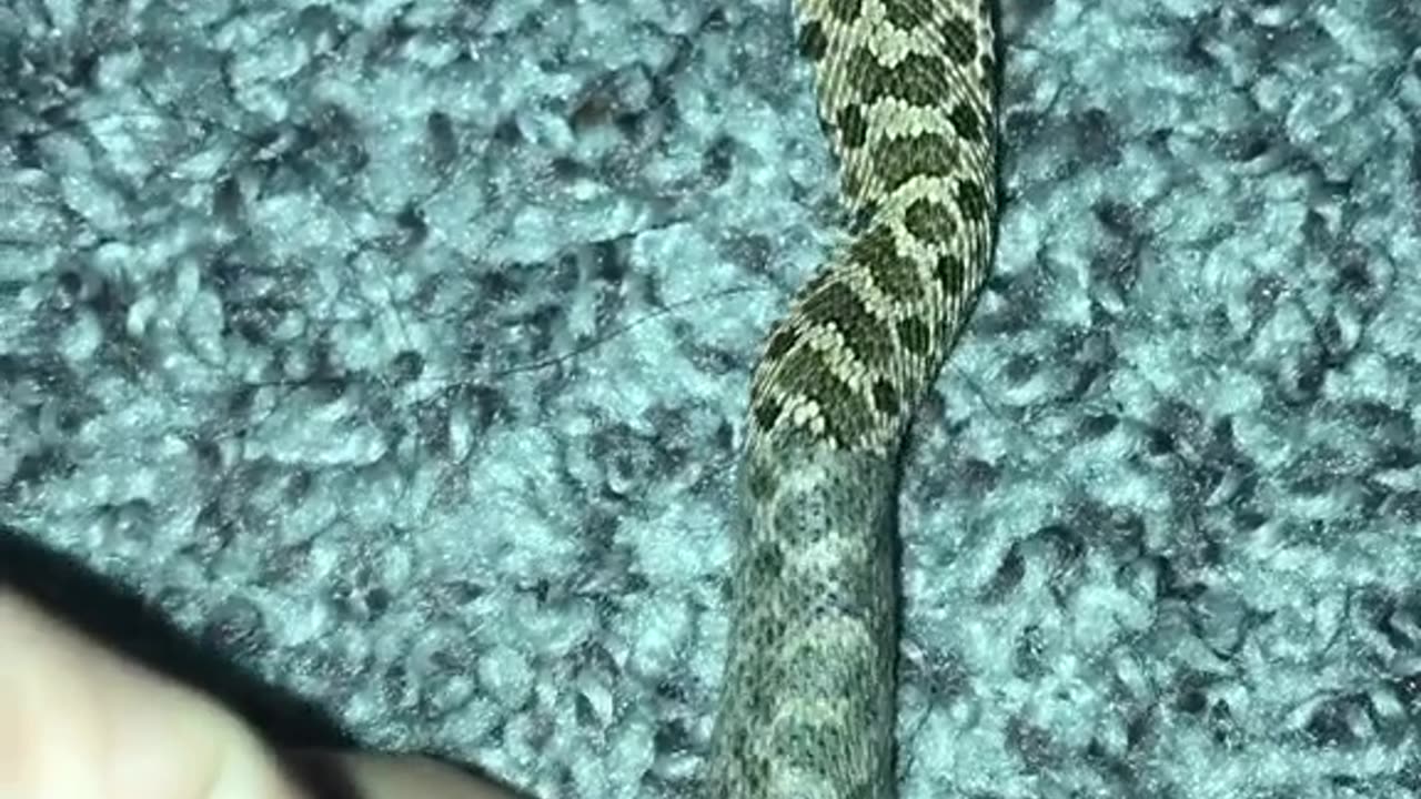 The Cutest Hognose Snake you will ever see. Do You Like the Content ?