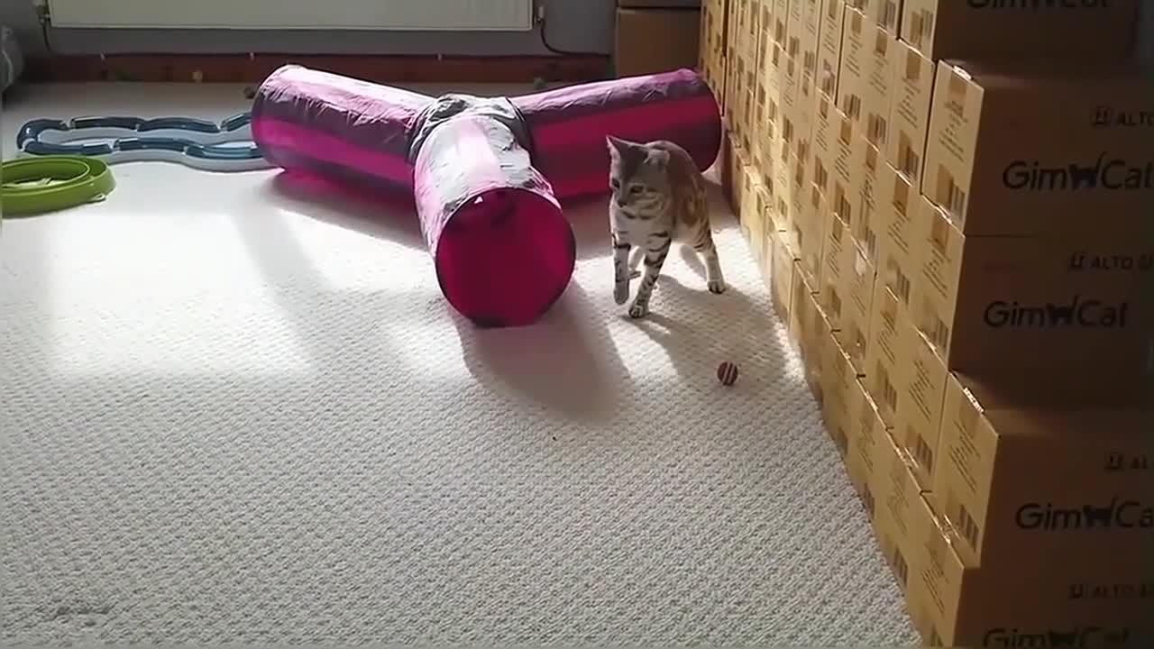 Bengal Kittens Playing With Balloons StayHome