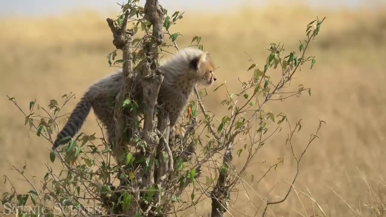 Baby Animals 4K - Amazing World Of Young Animals _ Scenic Relaxation Film