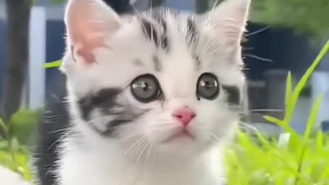 Cute Cat