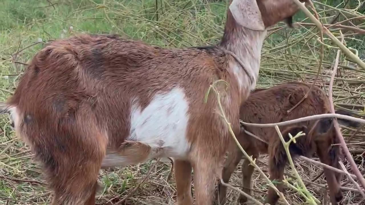 so cute and beautiful goat, red gaot1