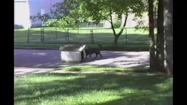 Funny Animal Videos - Over 3 Minutes Of Hilarious And Cute Animal Moments