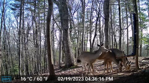 The Woods – 02/20/2023
