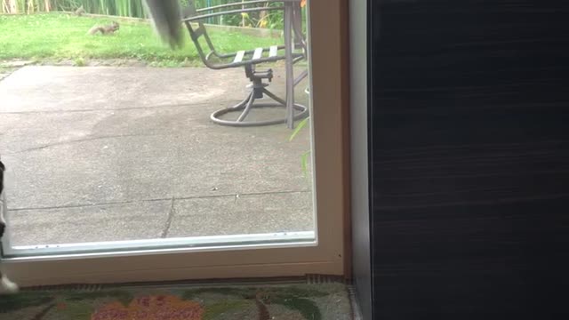Squirrel playing with cat