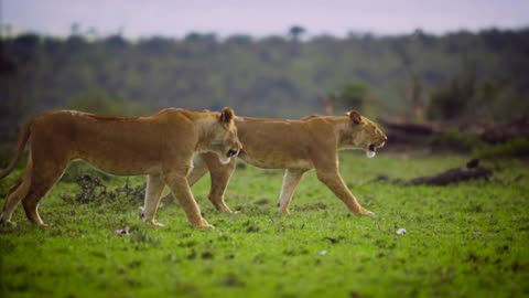 Lion attack on moments