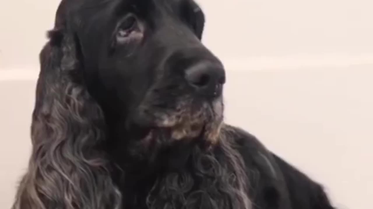 Why is my dog looking at me?? Which one of these is your dog reason?