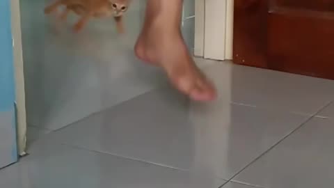 funny cat kitten drift