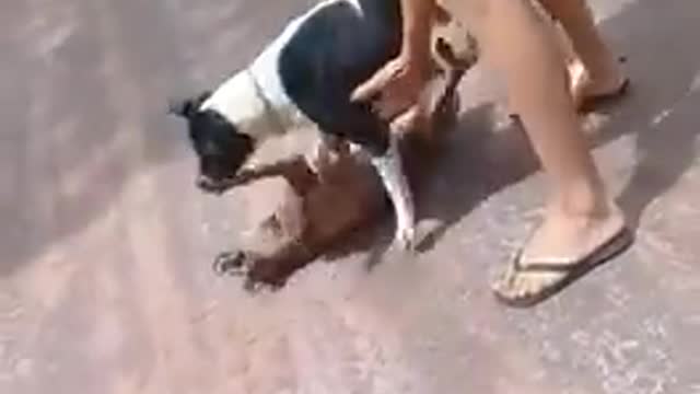 PUPPY BRIDGE CONTROVERSY 2021