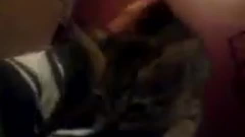 Oscar the Kitting Climbing my Leg