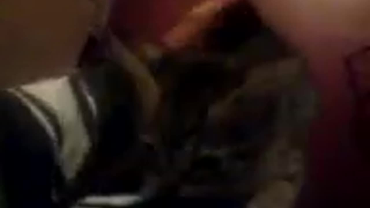 Oscar the Kitting Climbing my Leg