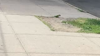 Green parrots
