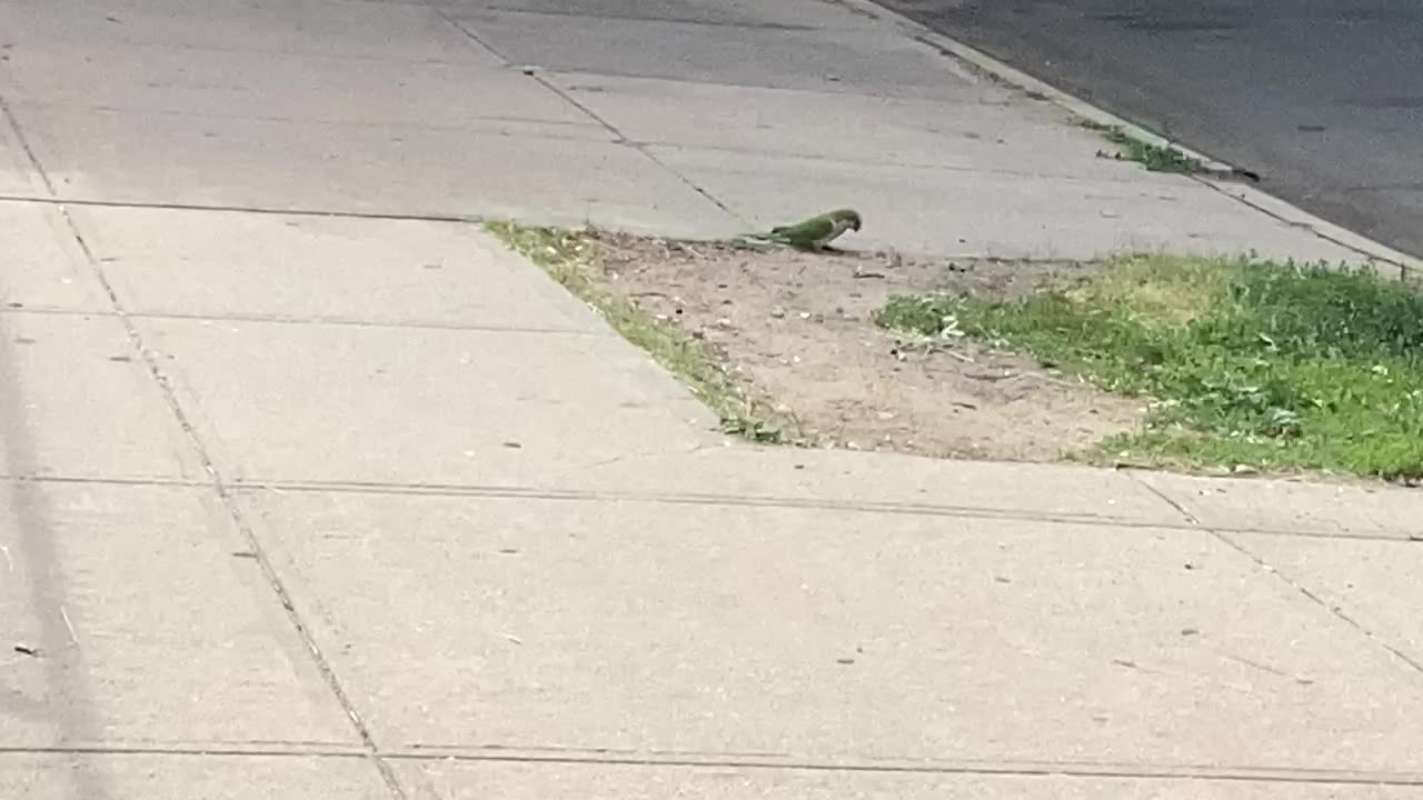 Green parrots