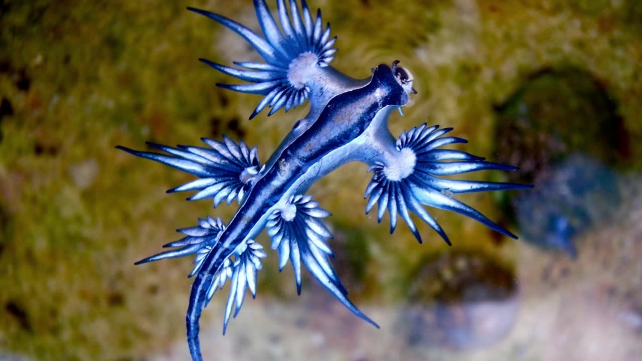 Top 5 Amazing Sea Creatures in the World