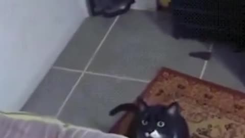 Funny cats
